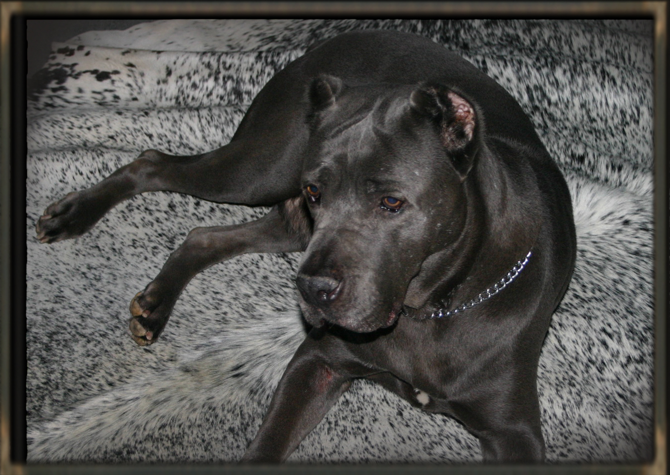 cane corso old world dam